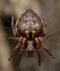Araneus