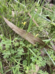 Oxalis perennans