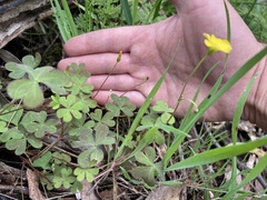 Oxalis perennans