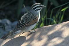 Emberiza capensis