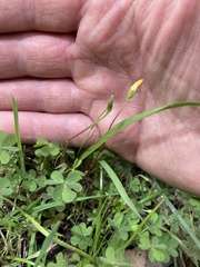 Oxalis perennans
