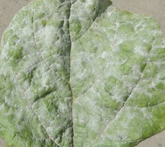 Erysiphaceae