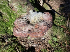 Fomitopsis pinicola