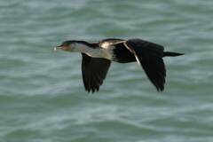 Phalacrocorax carbo lucidus