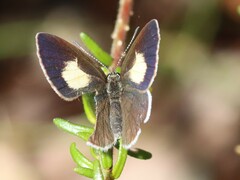 Candalides xanthospilos