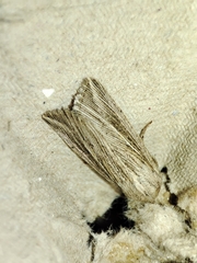 Mythimna riparia