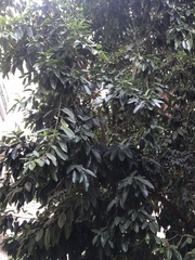 Ficus elastica