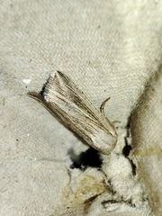 Mythimna riparia