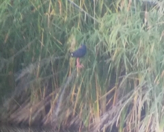 Porphyrio porphyrio