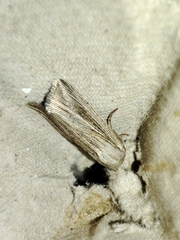 Mythimna riparia