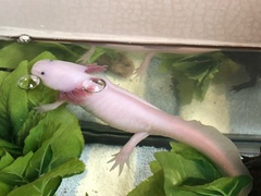Ambystoma mexicanum
