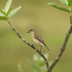 Saxicola maurus
