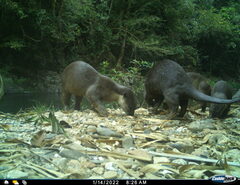 Lutrogale perspicillata