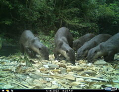 Lutrogale perspicillata