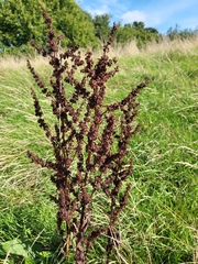 Rumex