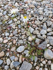 Tripleurospermum inodorum