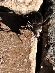 Tenebrionidae