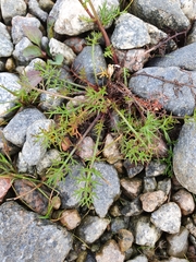 Tripleurospermum inodorum