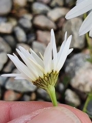 Tripleurospermum inodorum