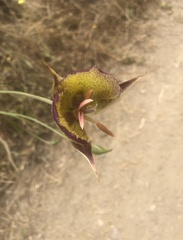 Calochortus weedii intermedius