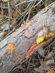 Dacrymyces stillatus