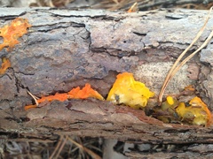 Dacrymyces stillatus