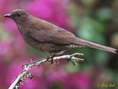 Turdus plebejus