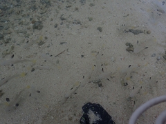 Ellochelon vaigiensis