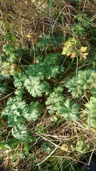 Geranium pratense