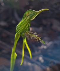 Pterostylis unicornis