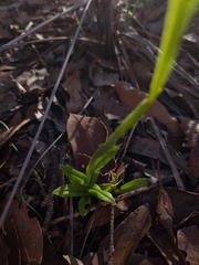 Pterostylis unicornis