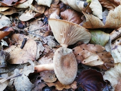 Lactarius aurantiacus