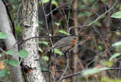 Erithacus rubecula