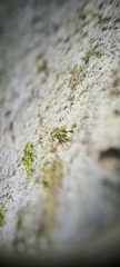 Chaenotheca chrysocephala