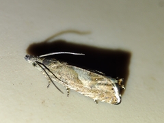 Dichrorampha chavanneana