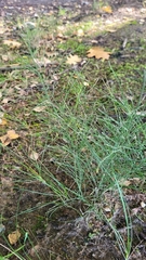 Equisetum
