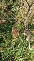 Arctium lappa