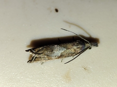 Dichrorampha chavanneana