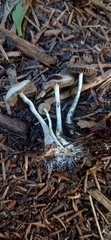 Psilocybe serbica