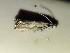 Dichrorampha chavanneana