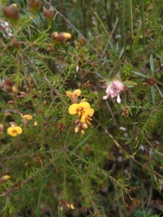 Dillwynia retorta