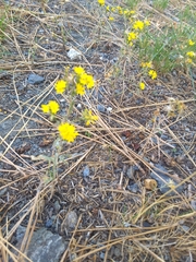 Gutierrezia californica