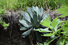 Agave guadalajarana