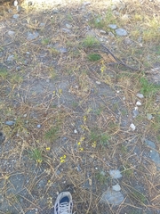 Gutierrezia californica