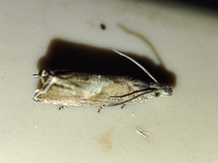 Dichrorampha chavanneana