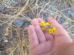 Gutierrezia californica