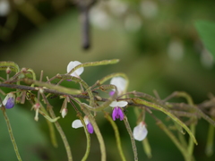 Sohmaea laxiflora