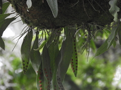 Pleopeltis macrocarpa