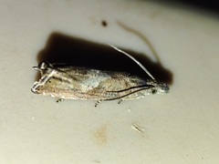 Dichrorampha chavanneana