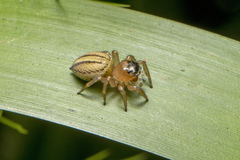 Maratus scutulatus